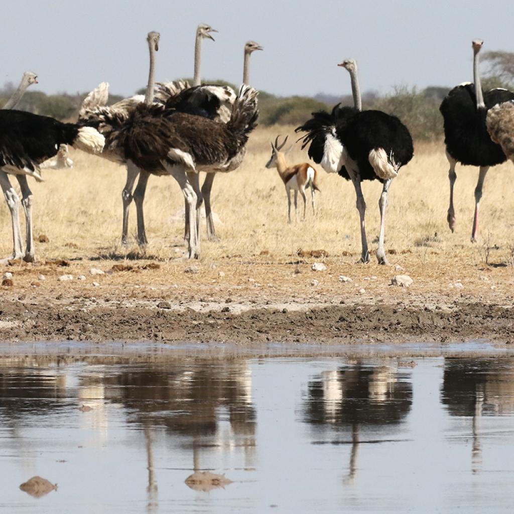 botswana safari nxai pan ostrich bird africa safariadv exploringafrica romina facchi