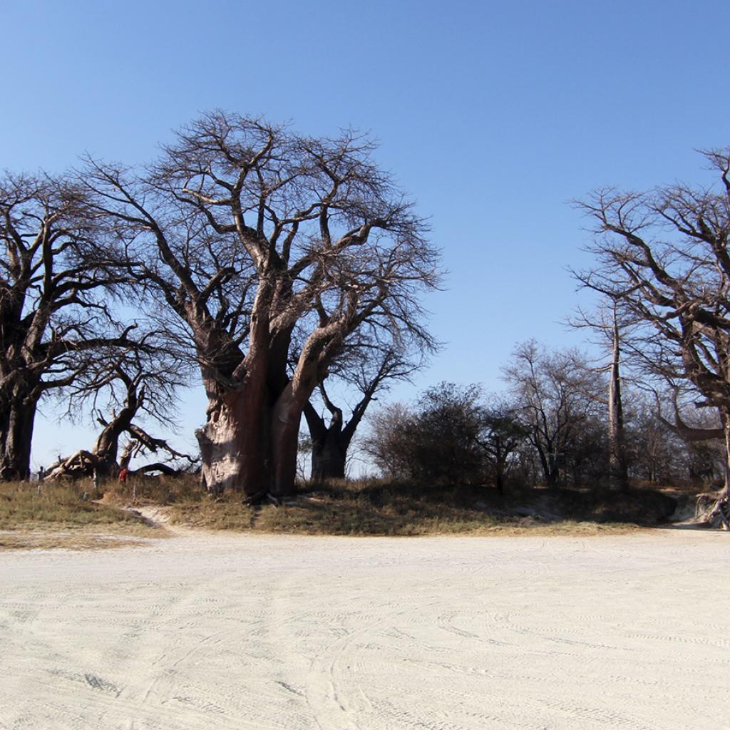 botswana safari nxai pan baobab africa safariadv exploringafrica romina facchi baines