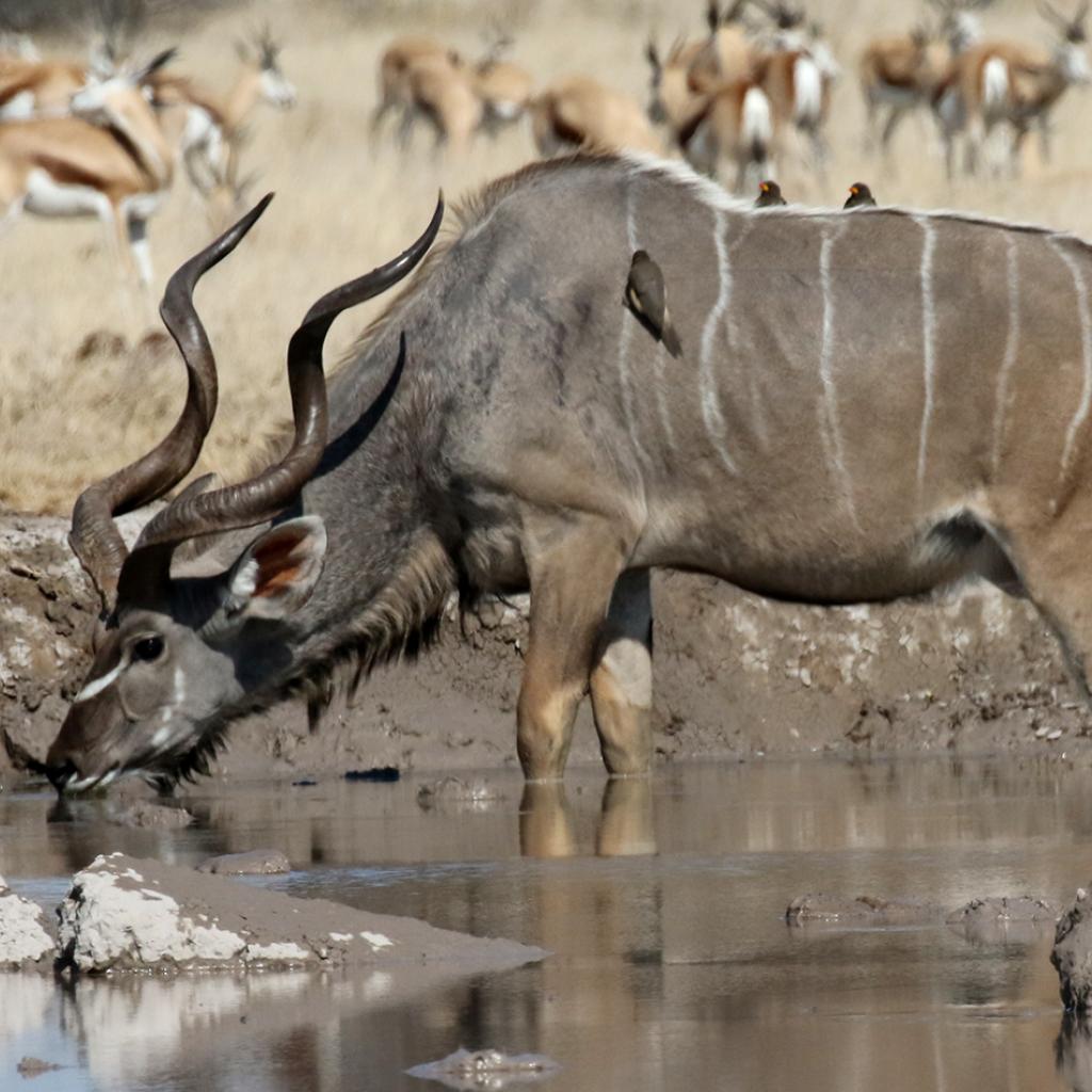 botswana safari nxai pan kudu africa safariadv exploringafrica romina facchi