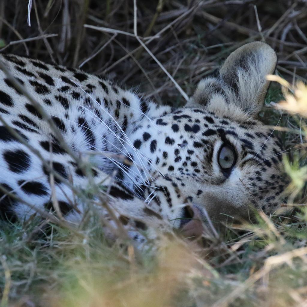 exploingafrica safariadv botswana moremi romina facchi safari travel