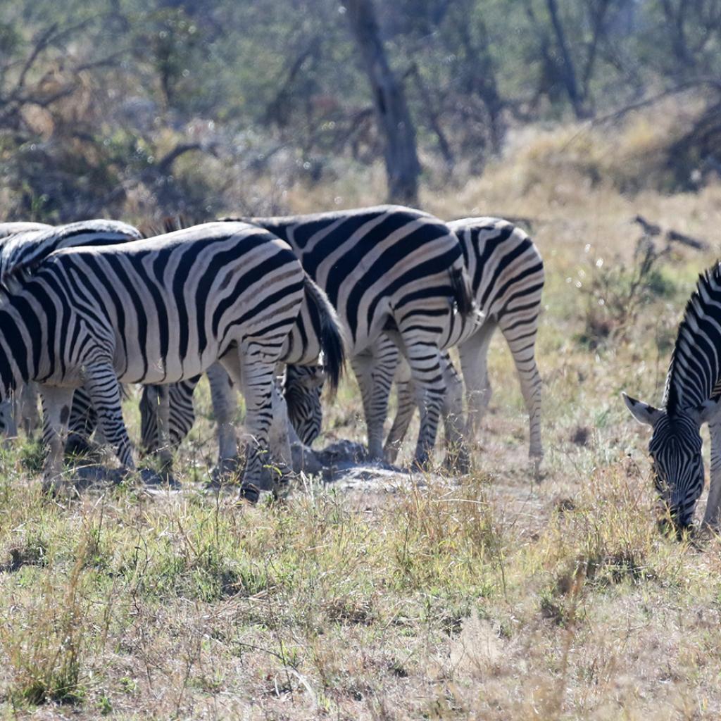 exploringafrica safariadv moremi botswana rominafacchi