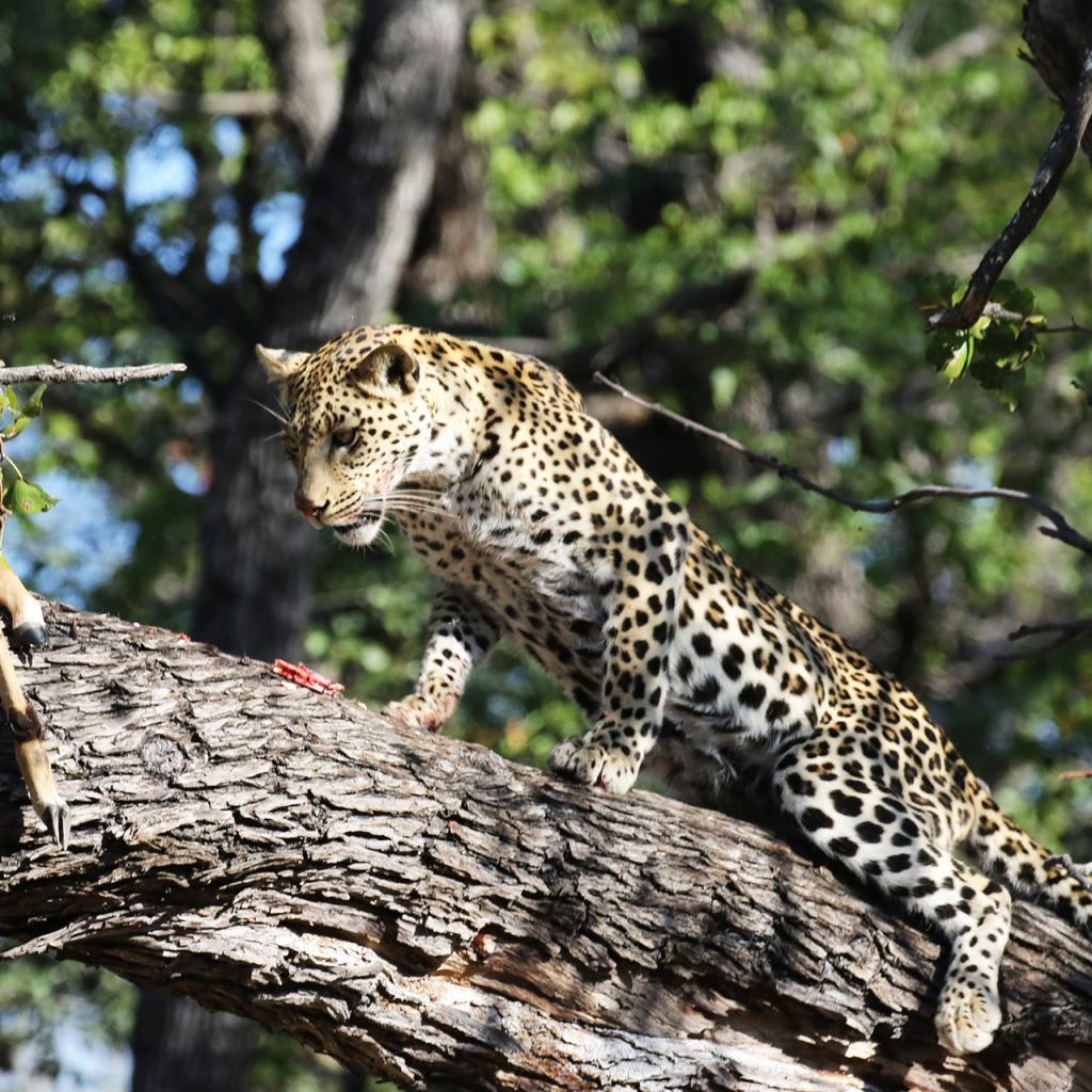 Moremi Game Reserve: Leopard - Photo Credits: Romina Facchi exploringafrica safariadv moremi botswana rominafacchi