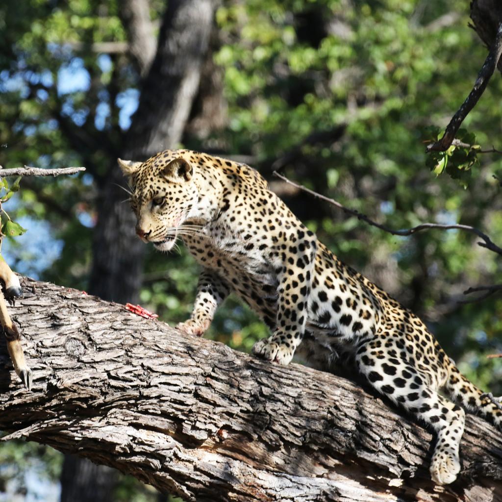 exploringafrica safariadv moremi botswana rominafacchi