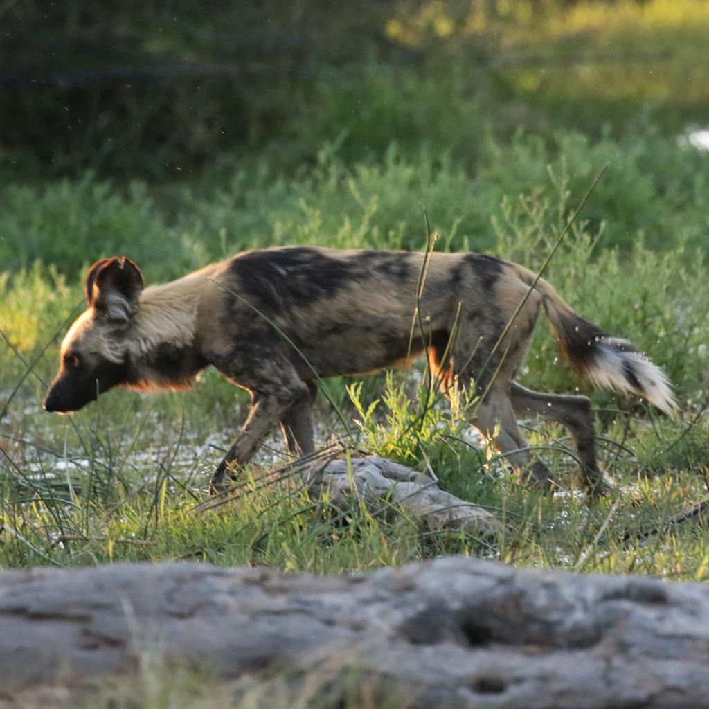 exploingafrica safariadv botswana moremi romina facchi safari travel