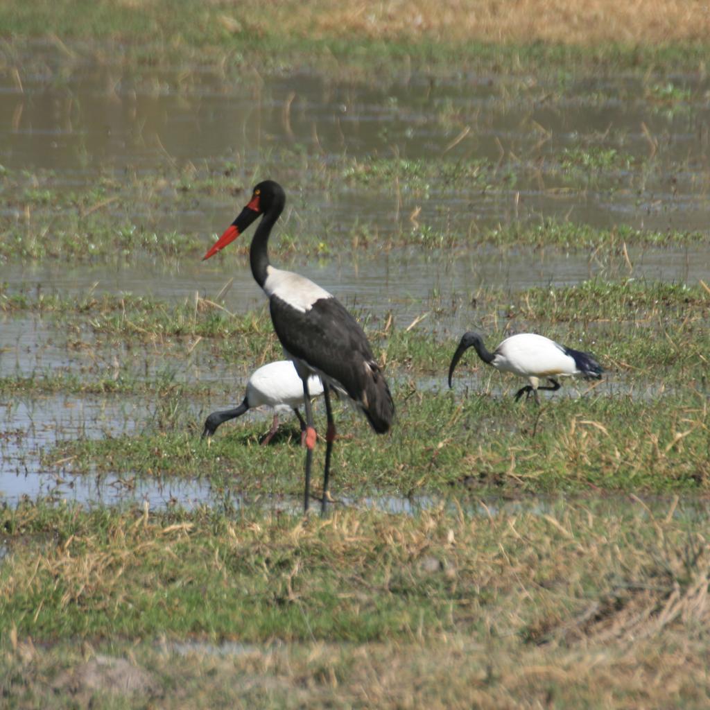 Moremi Game Reserve - Photo Credits: Romina Facchi moremi botswana exploringafrica safariadv romina facchi safari gamedrive travel