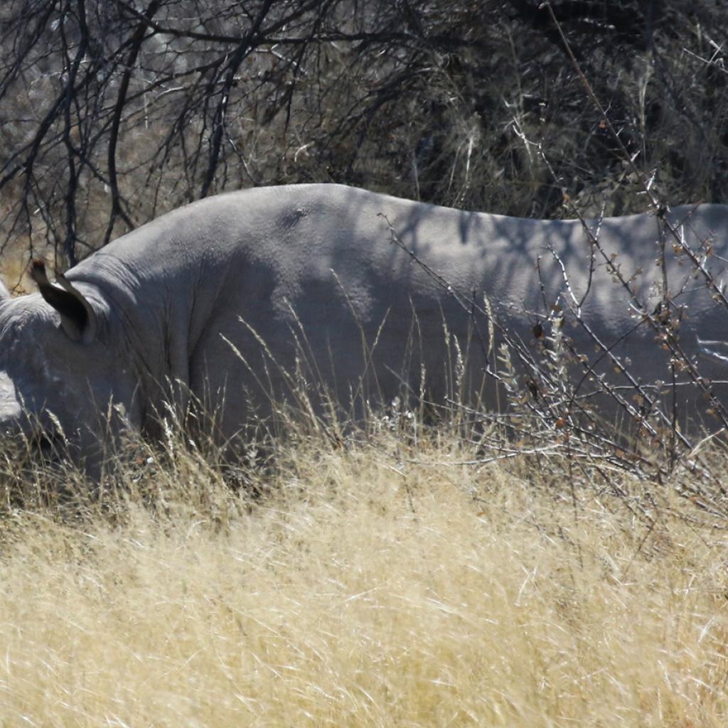 moremi botswana exploringafrica safariadv romina facchi safari gamedrive travel