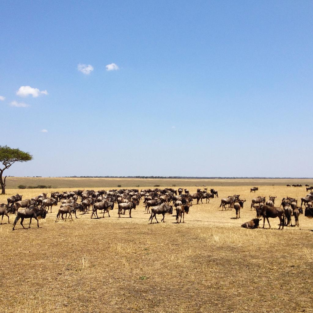 The Great Migration in Serengeti National Park in Tanzania: beautiful landscape with acacia and thousands of wildebeest aka gnus