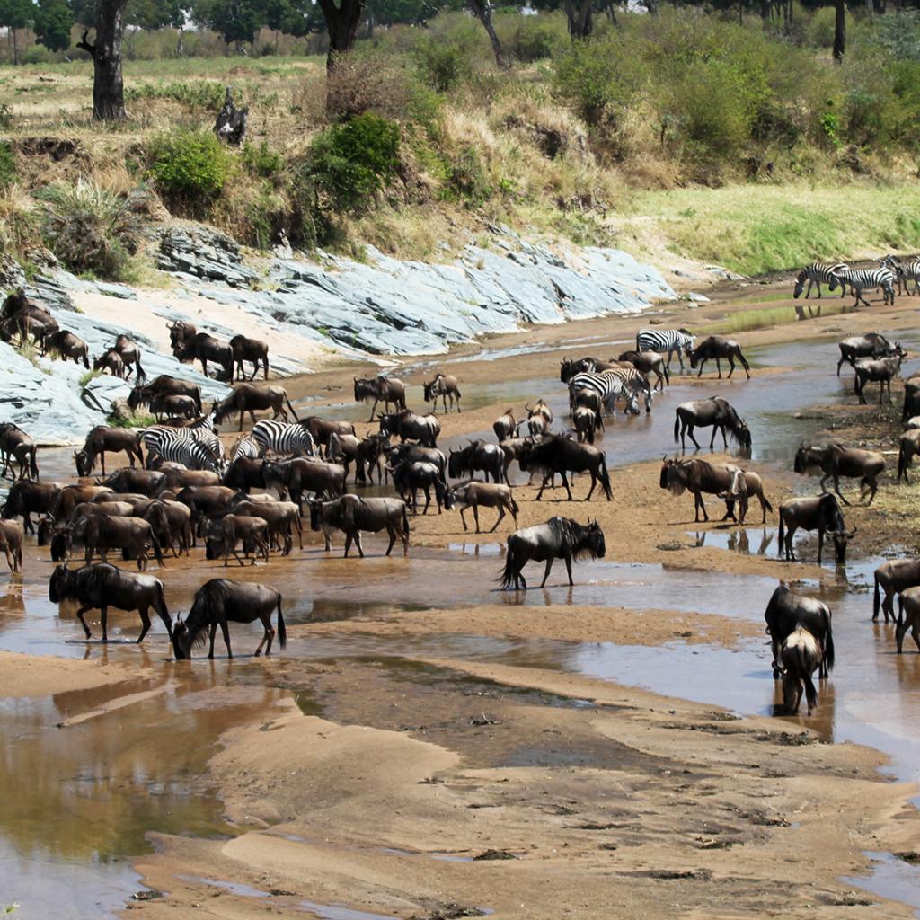 The Great Migration in Serengeti National Park: crossing wildebeest game drive safari Mara river