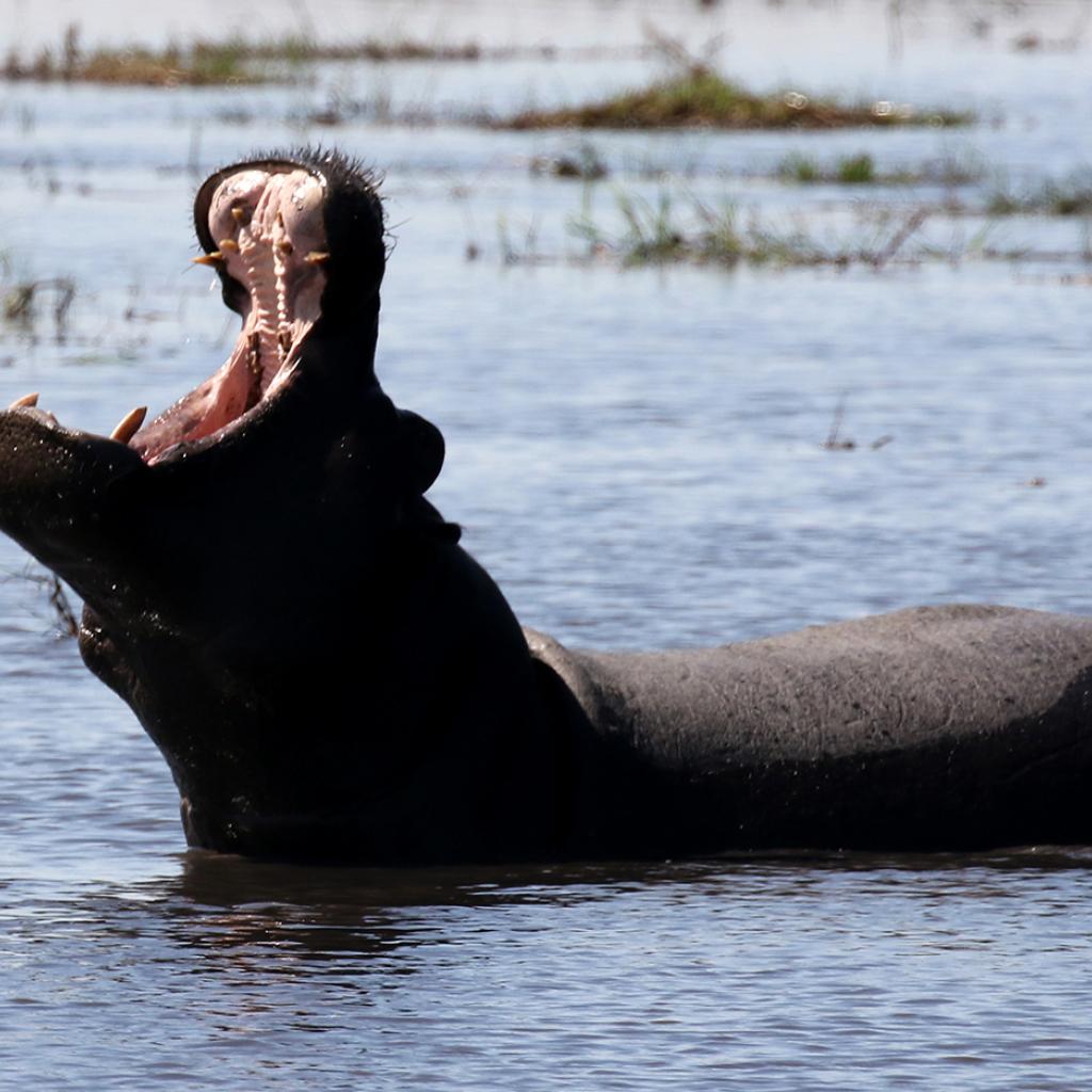 moremi botswana exploringafrica safariadv romina facchi safari gamedrive travel