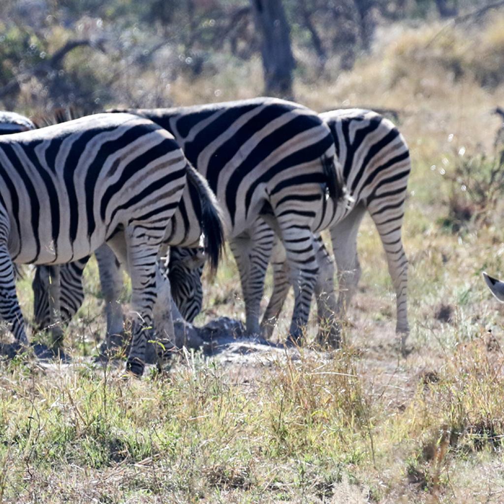 botswana safari zebra moremi africa africa safariadv exploringafrica romina facchi travel viaggiafrica romina facchi travel viaggi