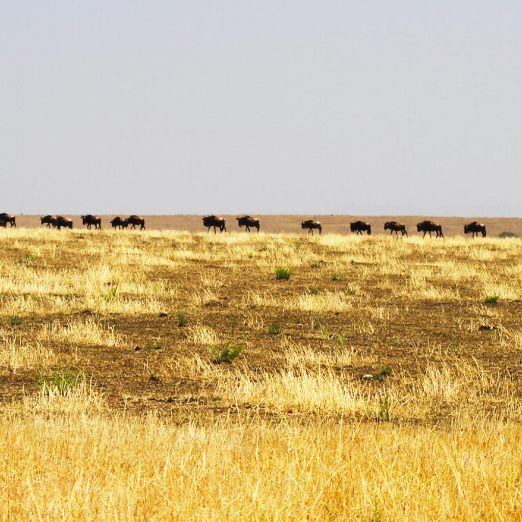 The Great Migration in Serengeti National Park: wildebeests and zebras start to go to north to Maasai Mara River