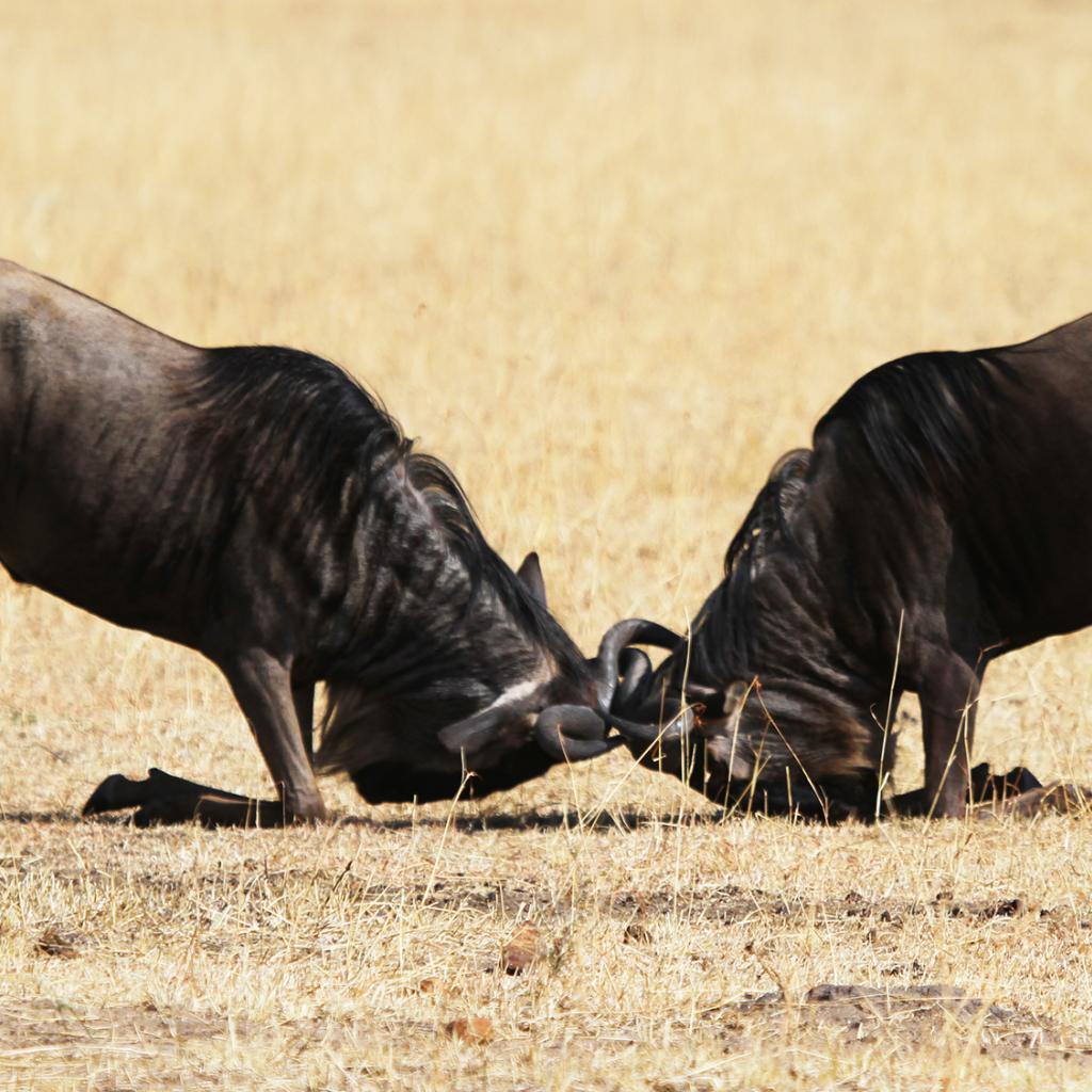 The Great Migration in Serengeti National Park: fighting for females