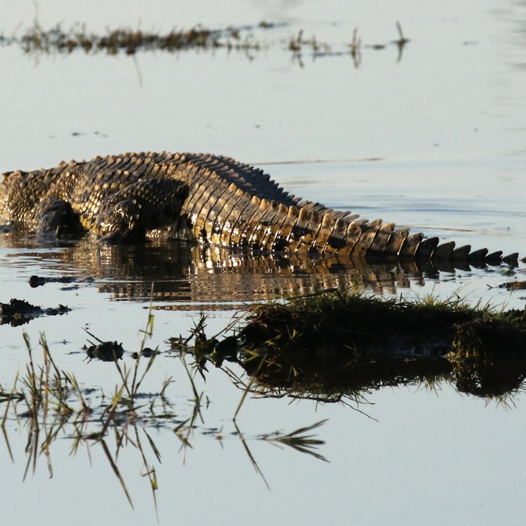 exploringafrica safariadv romina facchi botswana travel