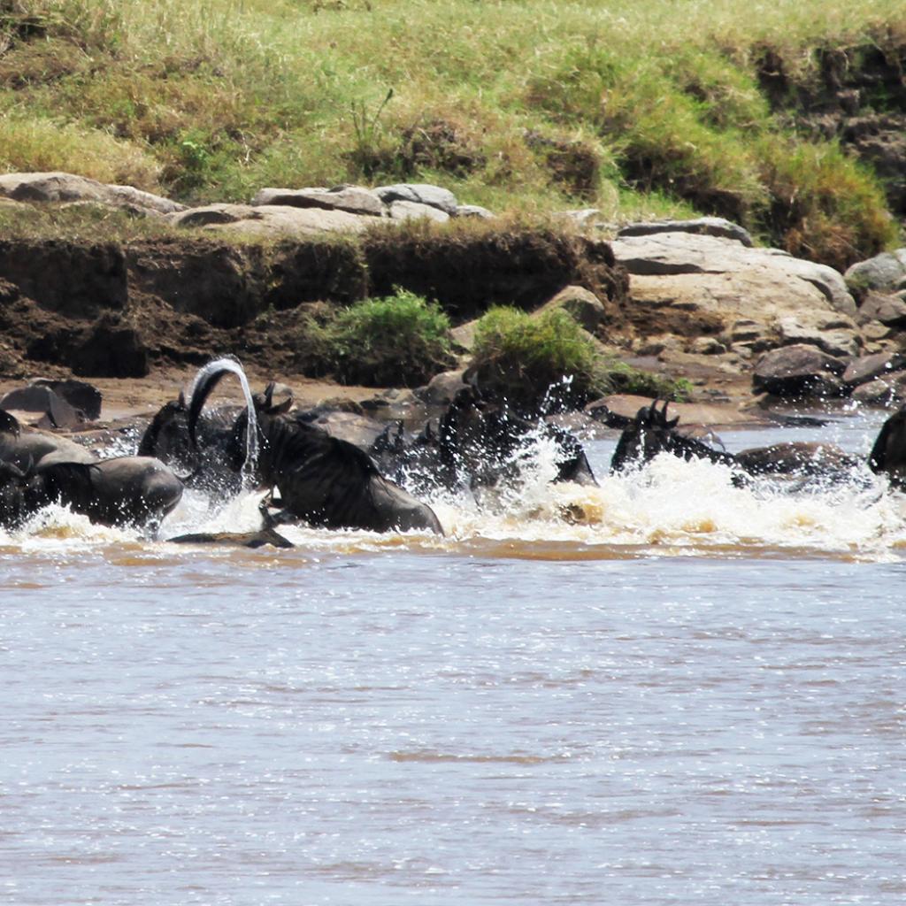 The Great Migration in Serengeti National Park: crossing Mara River