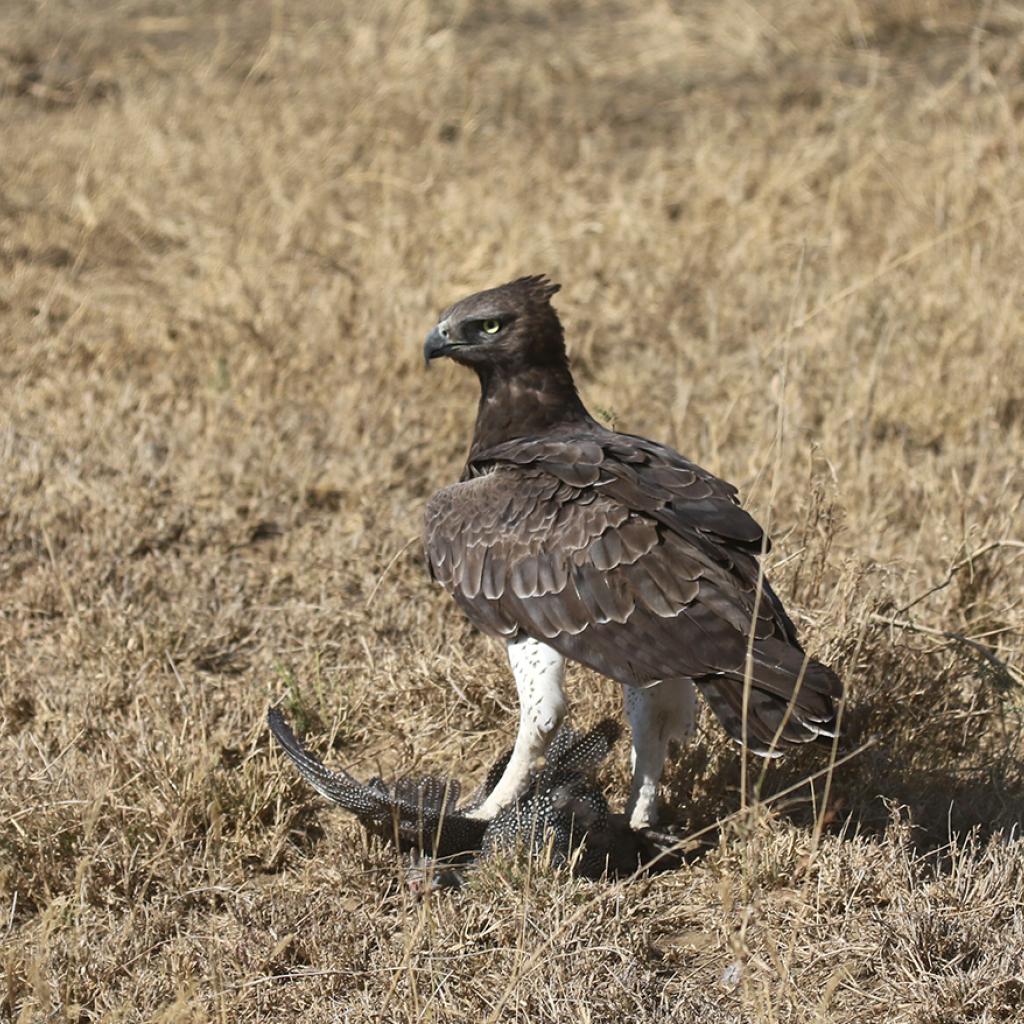 exploringafrica safariadv romina facchi botswana travel