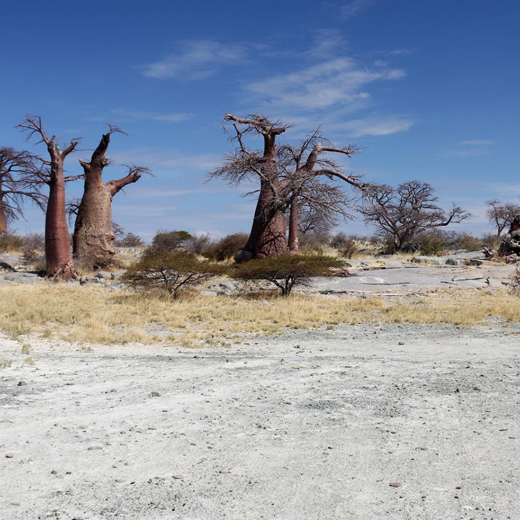 botswana safari sua pan kubu island africa safariadv exploringafrica romina facchi