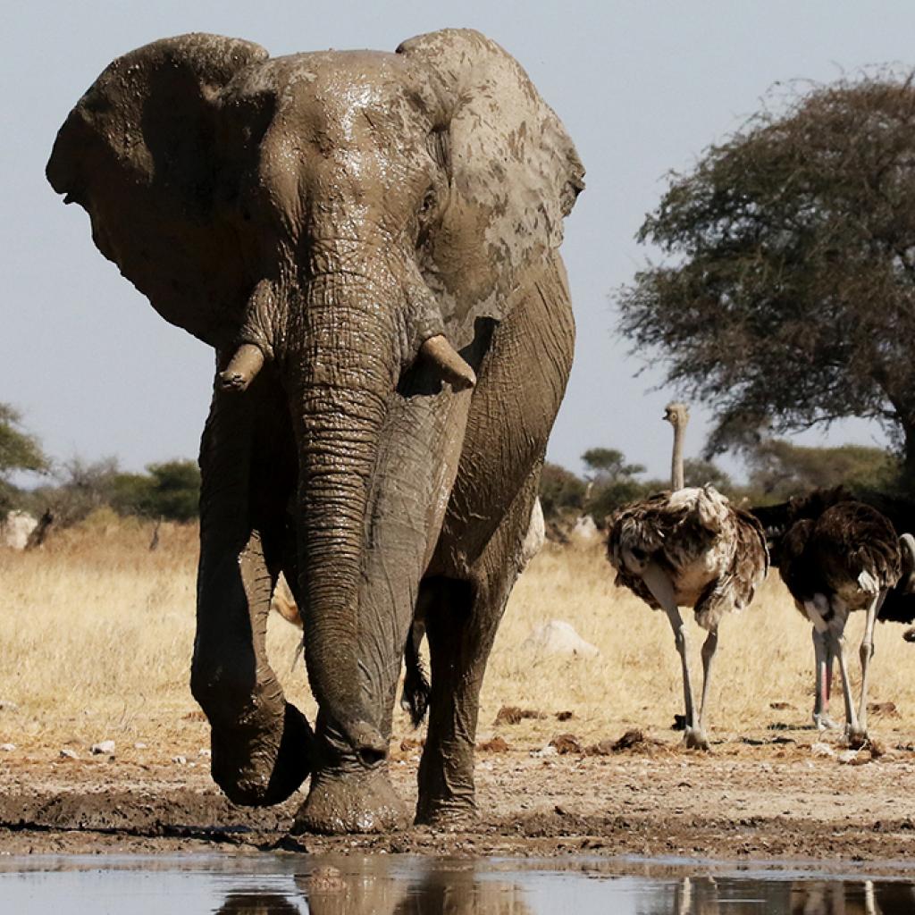 botswana safari sua pan africa safariadv exploringafrica romina facchi