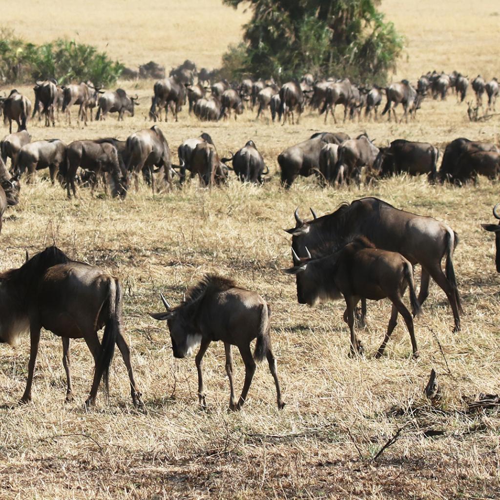 The Great Migration in Serengeti National Park: pasture in Masai Mara and North Serengeti plains, mothers are pregnant again