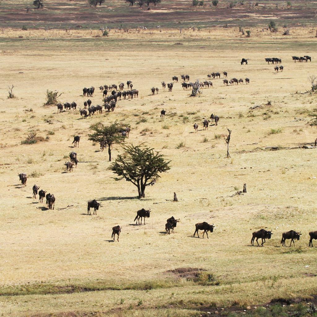 The Great Migration in Serengeti National Park: wildebeests and zebras go back to north to Maasai Mara River