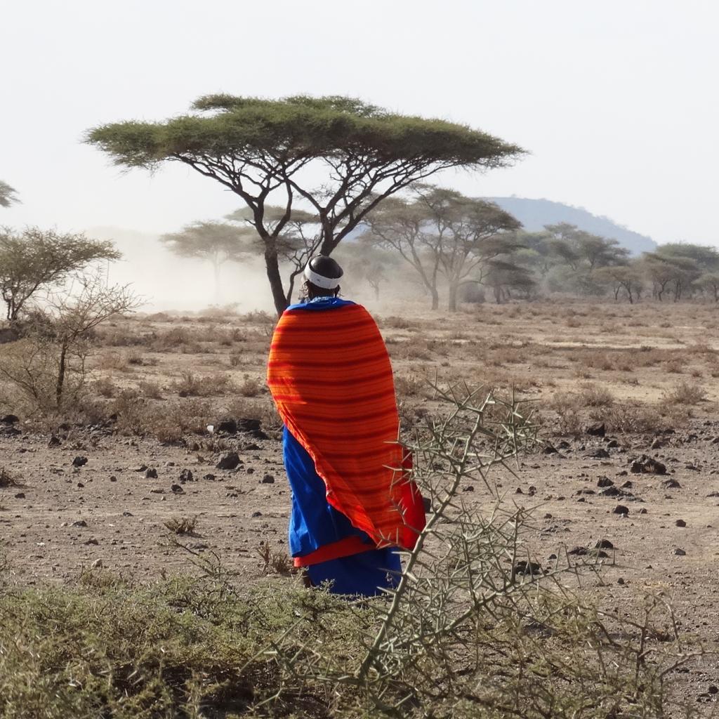 maasai woman walks in the savannah