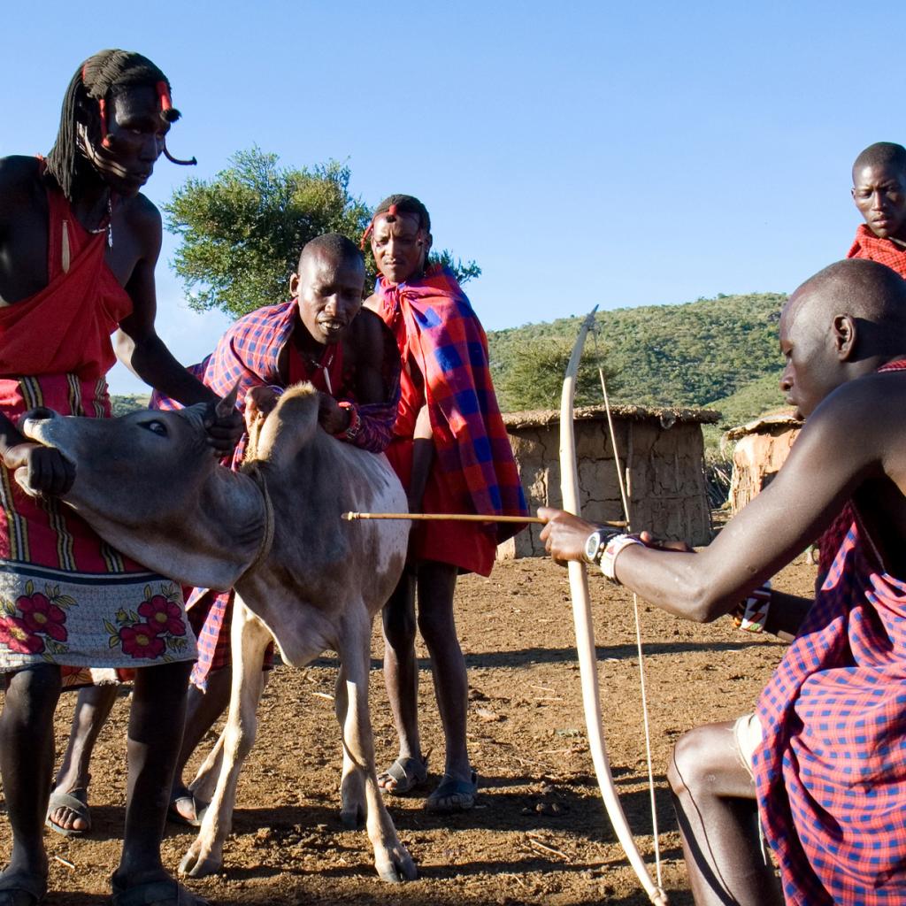 maasai use cow blood like food