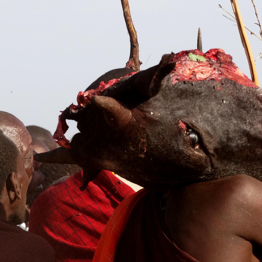 maasai ritual bring a cow head