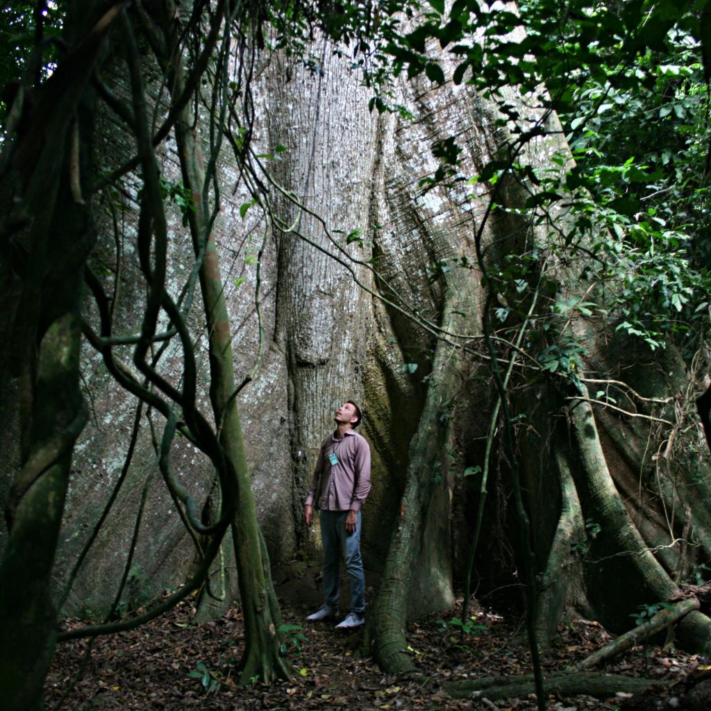 Kakum National Park - Photo Credits: John Airaksinen ghana west africa exploringafrica safariadv romina facchi travel kakum