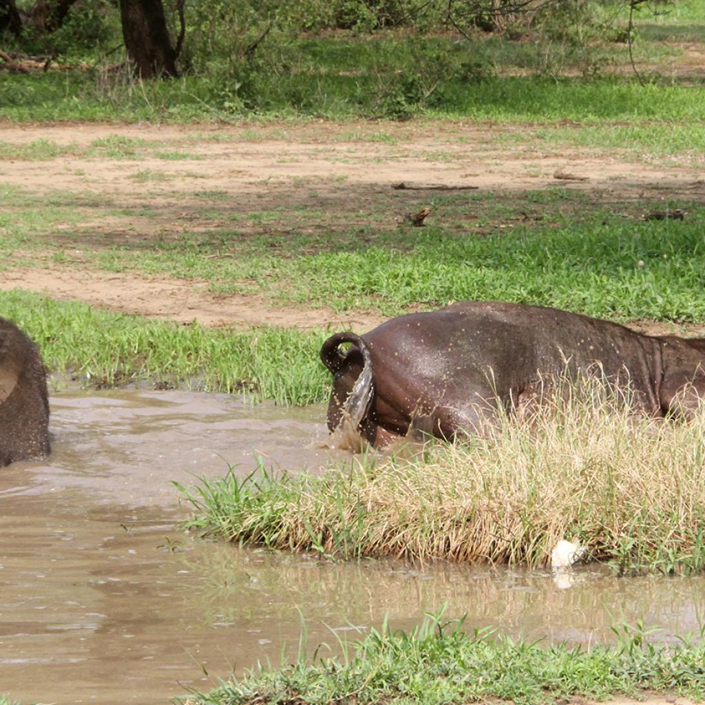 tanzania manyara exploringafrica safariadv romina facchi travel safari