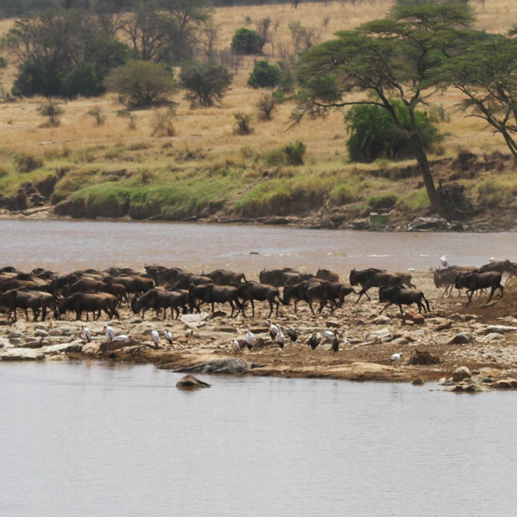 The Great Migration in Serengeti National Park: wildebeests and zebras cross the Mara River
