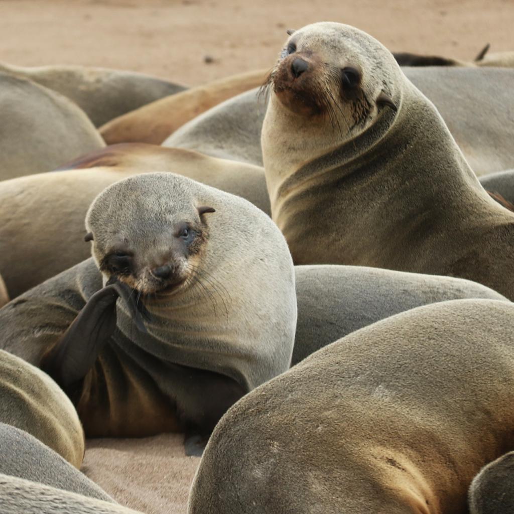 namibia cape cross Namibia travel exploringafrica safariadv safari