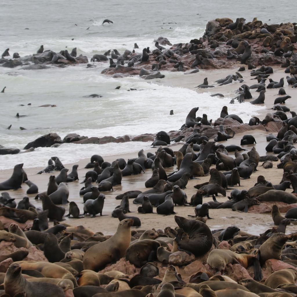 namibia cape cross Namibia travel exploringafrica safariadv safari