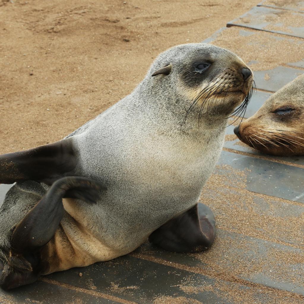 Cape Cross: Cape fur seals - Photo Credits: Romina Facchi namibia cape cross Namibia travel exploringafrica safariadv safari