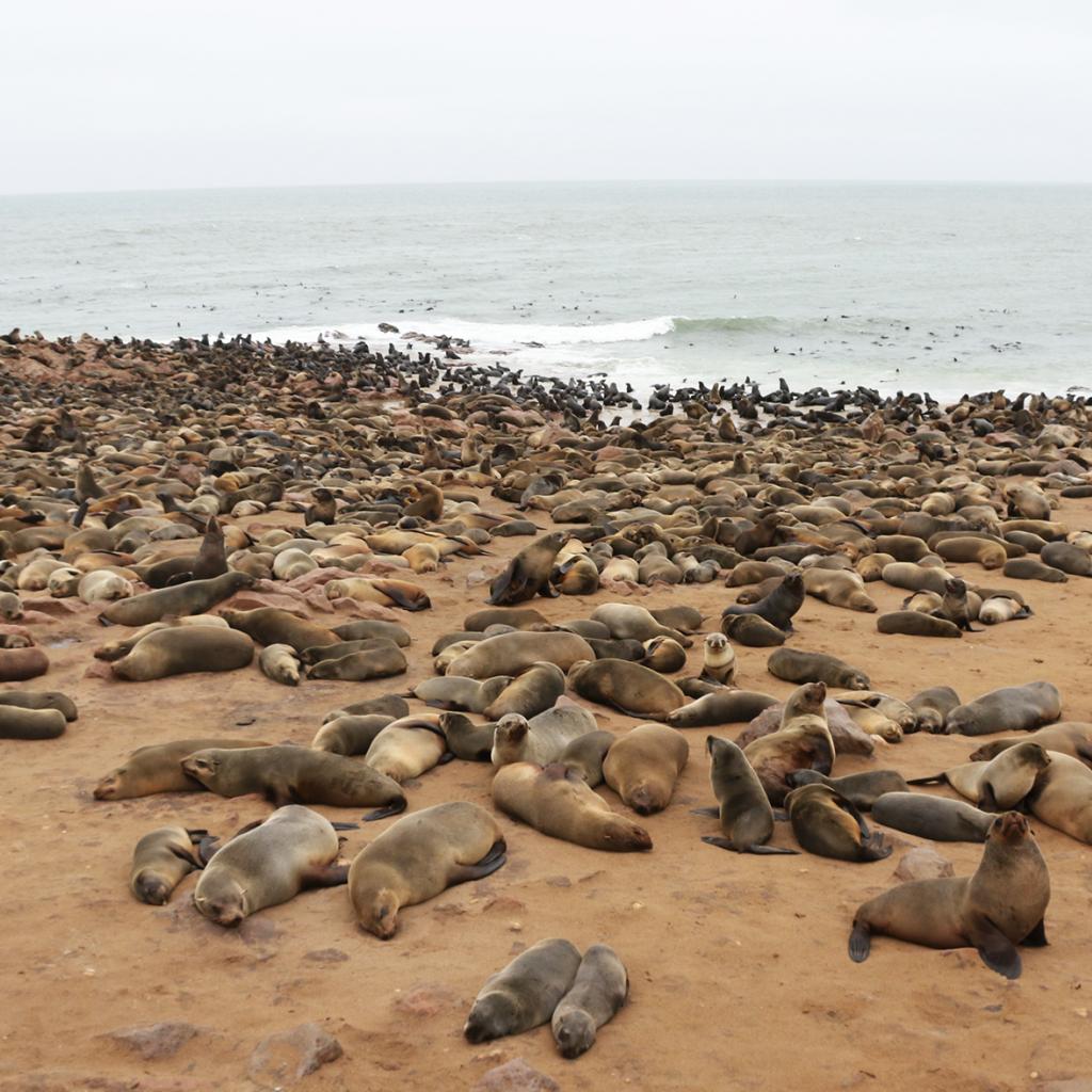 Cape Cross: Cape fur seals - Photo Credits: Romina Facchi namibia cape cross Namibia travel exploringafrica safariadv safari