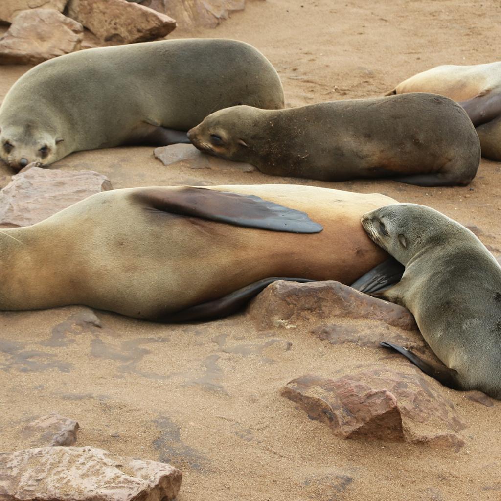 namibia cape cross Namibia travel exploringafrica safariadv safari