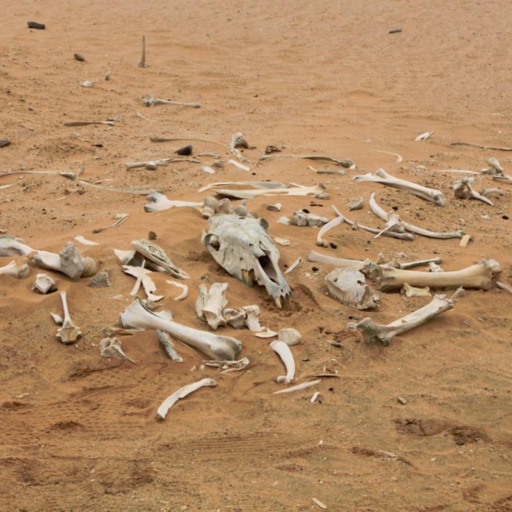 namibia dorob Namibia travel exploringafrica safariadv safari
