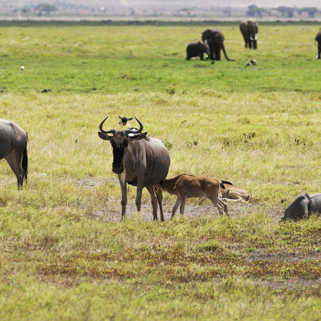 The Great Migration in the south of Serengeti National Park