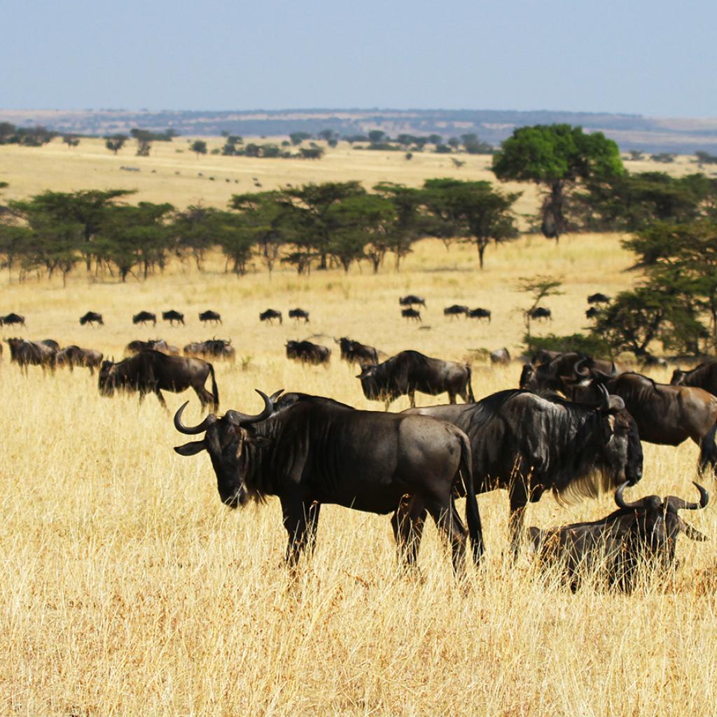 The Great Migration in Serengeti National Park: crossing Mara River: going to north looking for new pastures during the dry season