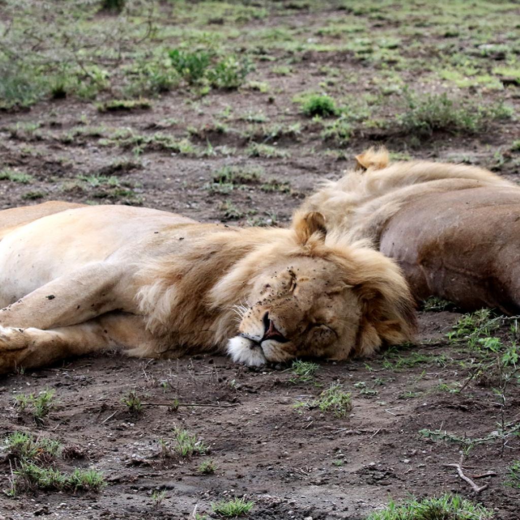 tanzania ndutu lion exploringafrica safariadv romina facchi