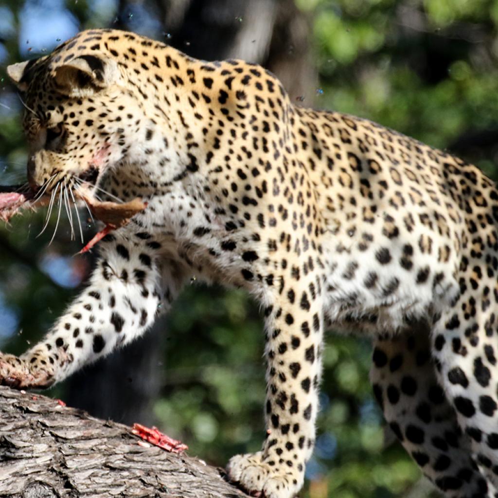 botswana moremi leopard romina facchi exploringafrica safariadv