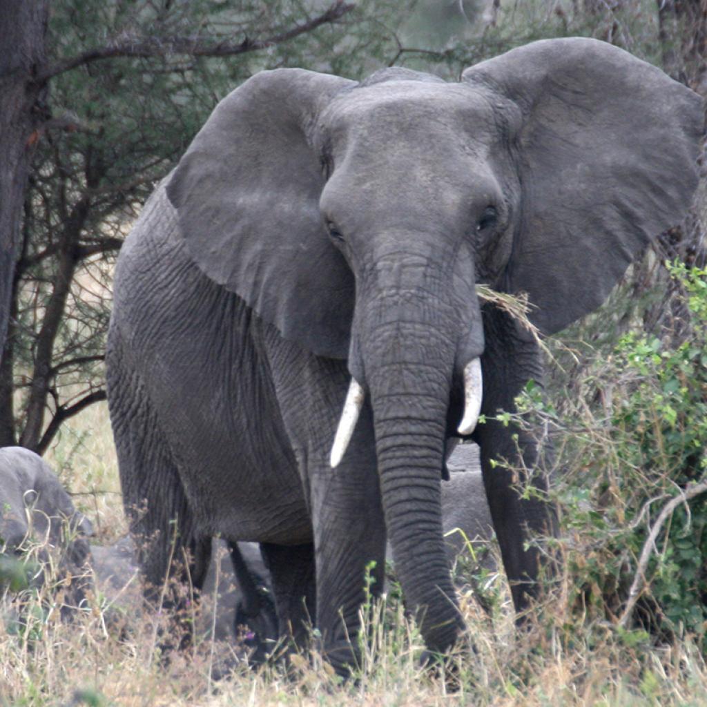 tanzania tarangire elephant exploringafrica safariadv romina facchi