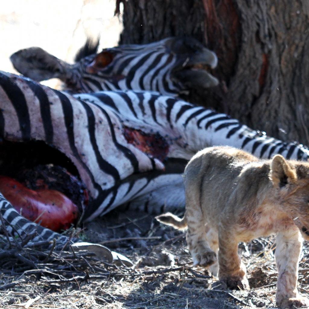 tanzania ruaha lion exploringafrica safariadv romina facchi
