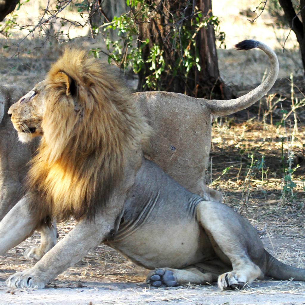 tanzania ruaha lion exploringafrica safariadv romina facchi