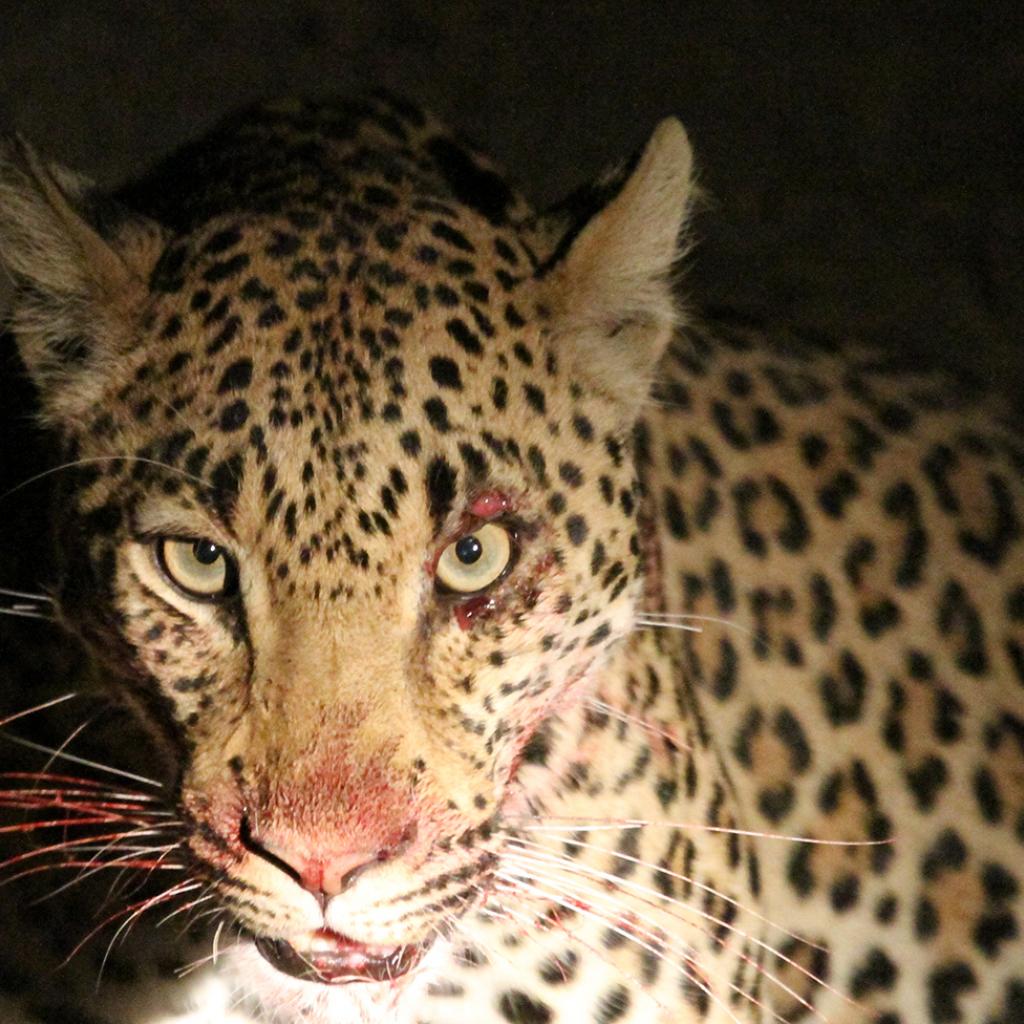 zambia luangwa leopard romina facchi exploringafrica safariadv