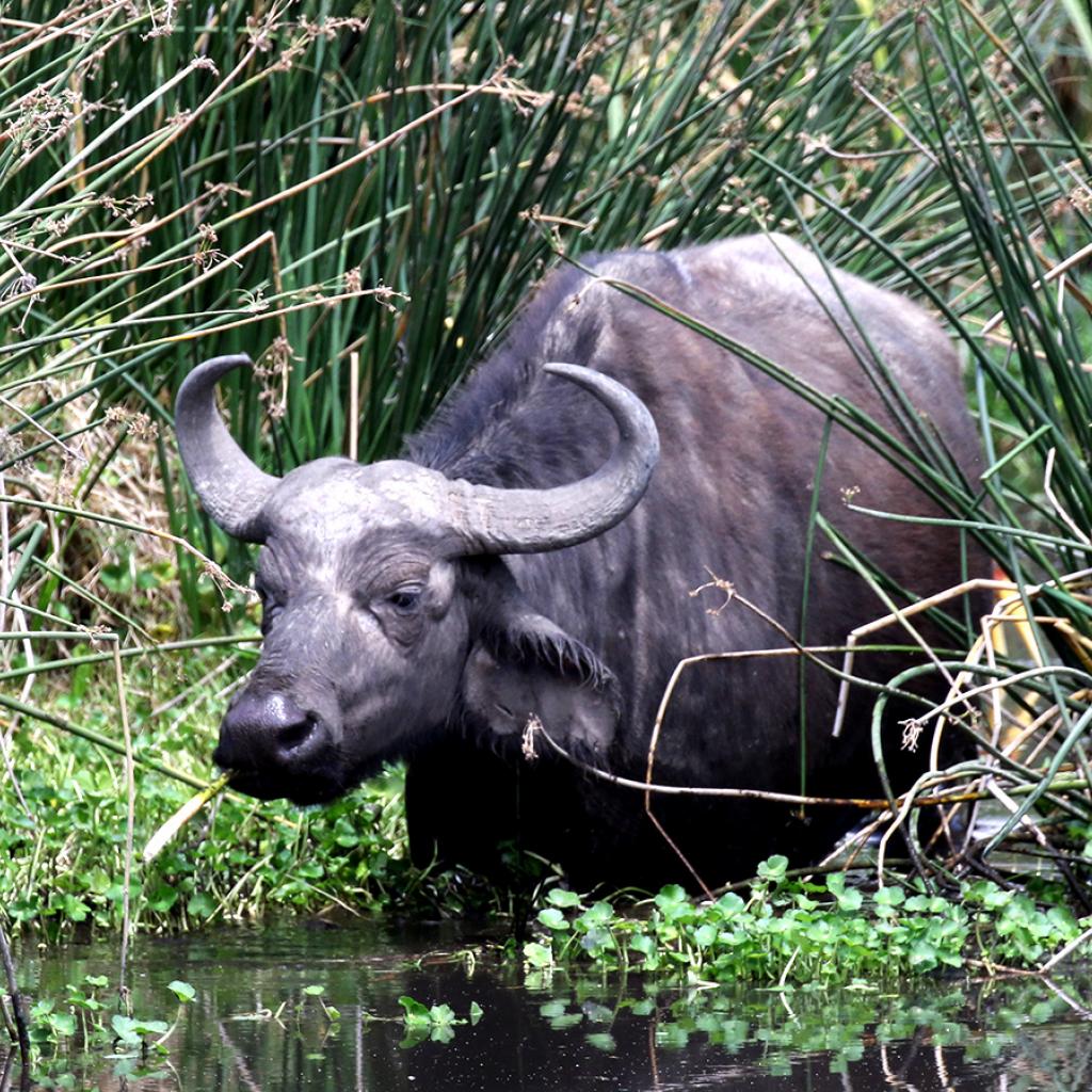 tanzania ngorongorobuffalo exploringafrica safariadv romina facchi