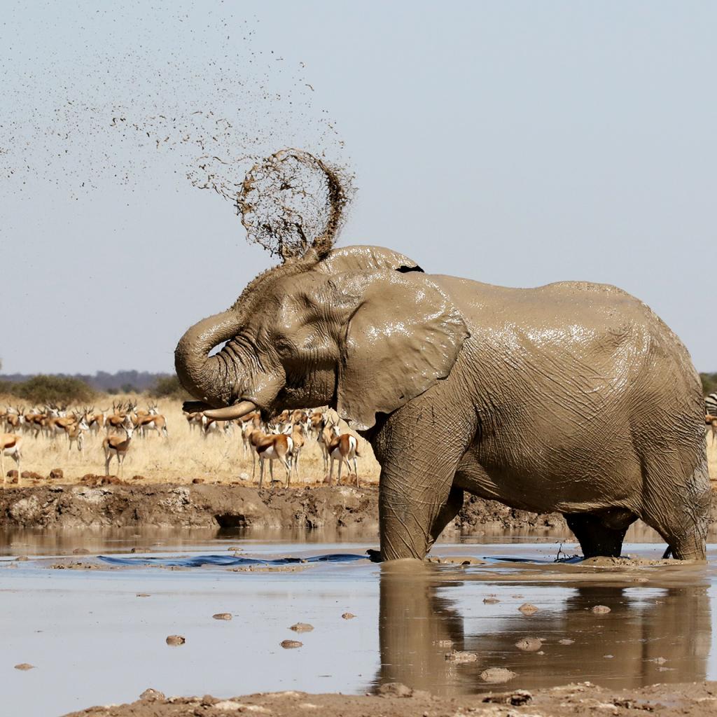 botswana nxai elephant romina facchi exploringafrica safariadv