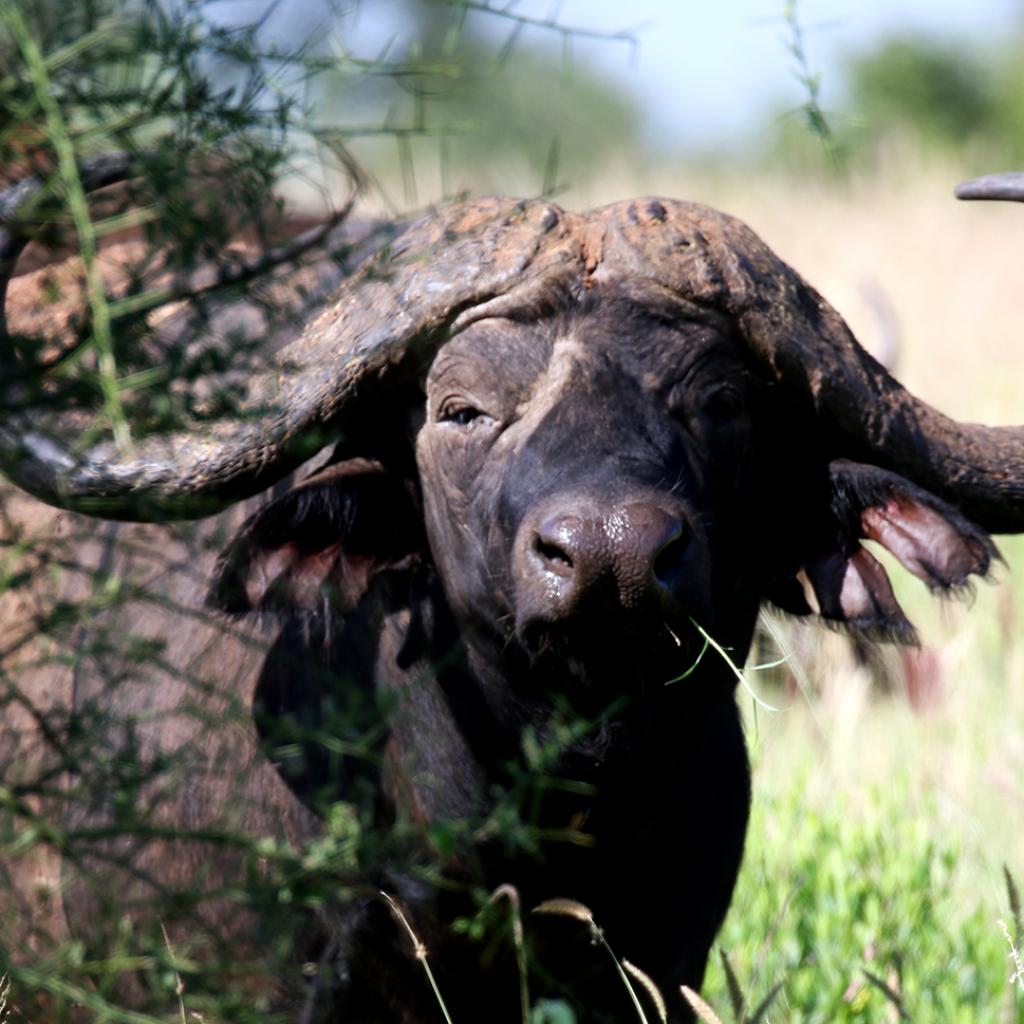 kenya tsavo buffalo exploringafrica safariadv 