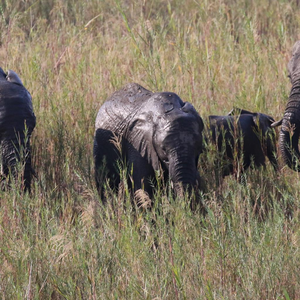 south africa sudafrica exploringafrica safariadv kruger elephant safari travelvel