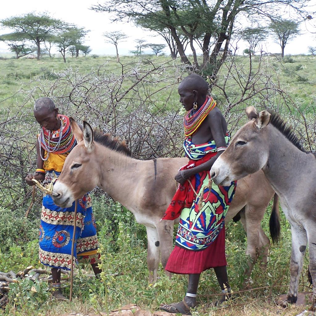 samburu people in kenya with donkey