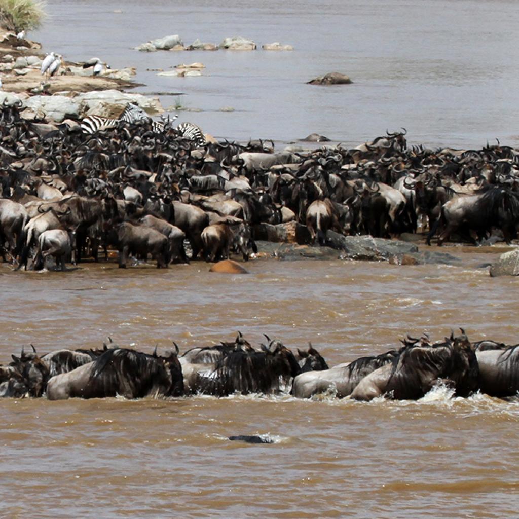 The Great Migration in Serengeti National Park in Tanzania:crossing Mara River, beautiful landscape with thousands of wildebeest aka gnus and zebras