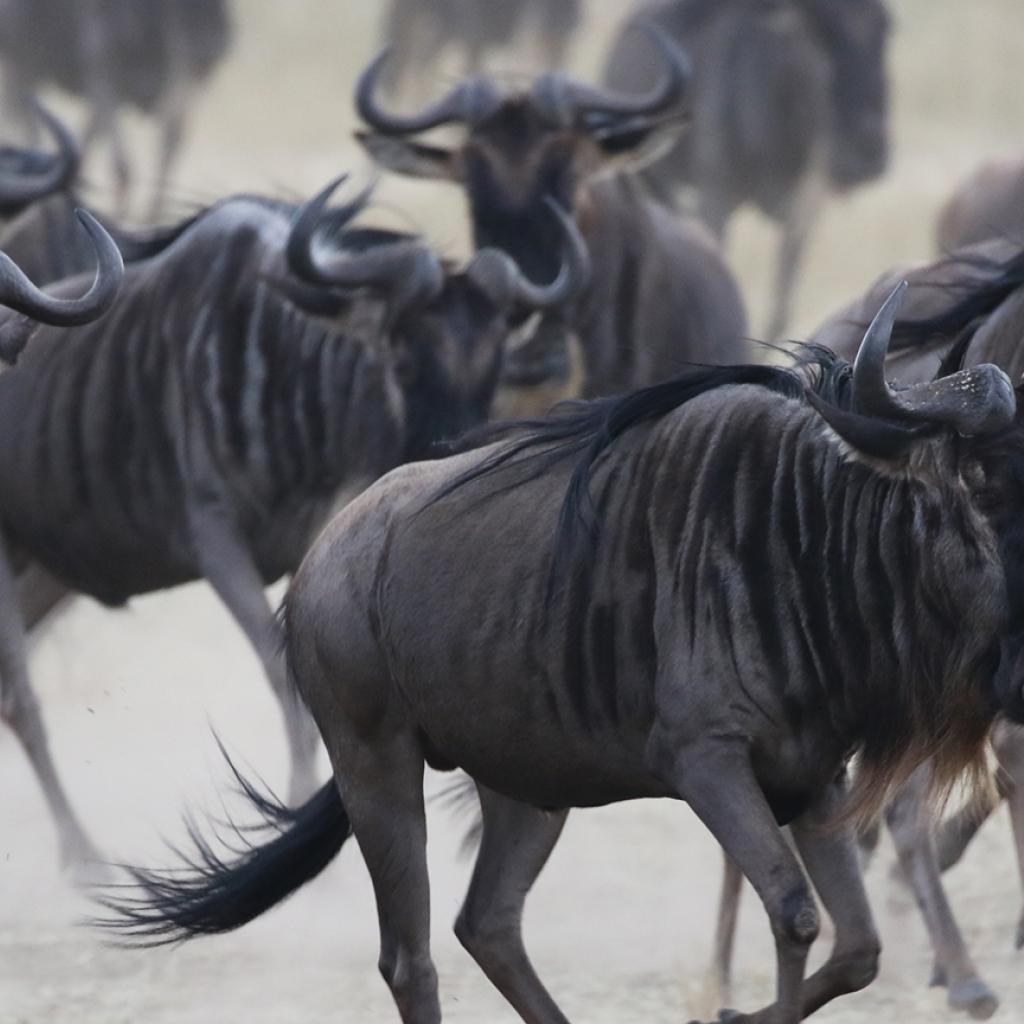 The Great Migration in Serengeti National Park: return to south tanzania africa